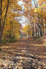 Fototapeta premium Canadian fall foliage golden path