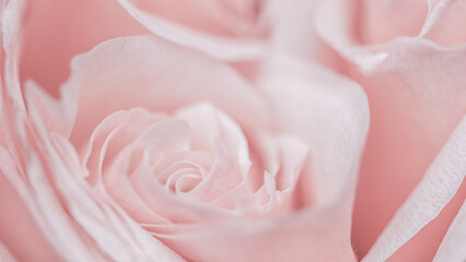Pink pale rose flower petals, soft focus. Macro flowers backdrop