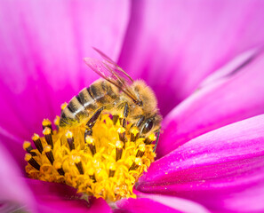 Honey Bee collecting nectar from flower