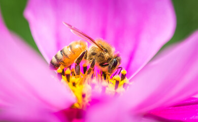 Honey Bee collecting nectar from flower