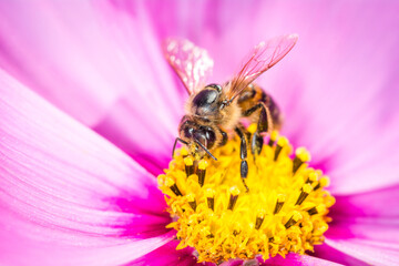Honey Bee collecting nectar from flower