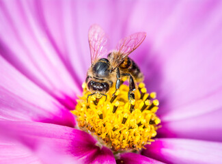 Honey Bee collecting nectar from flower