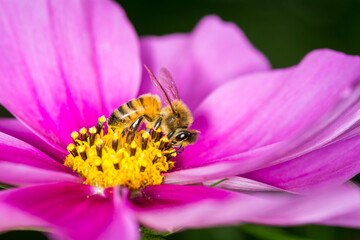 Honey Bee collecting nectar from flower