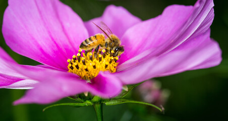 Honey Bee collecting nectar from flower