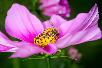 Honey Bee collecting nectar from flower