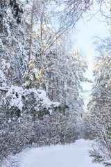 Snowy winter forest. Snow covered trees and bushes. Ski track on a snow-white road.