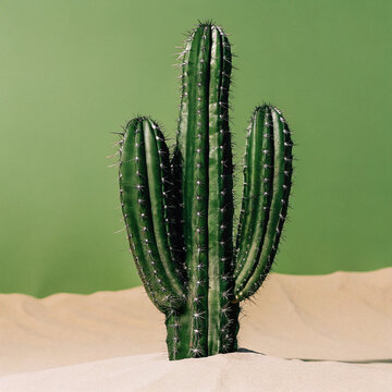 Cactus polaskia chichipe grows in sand