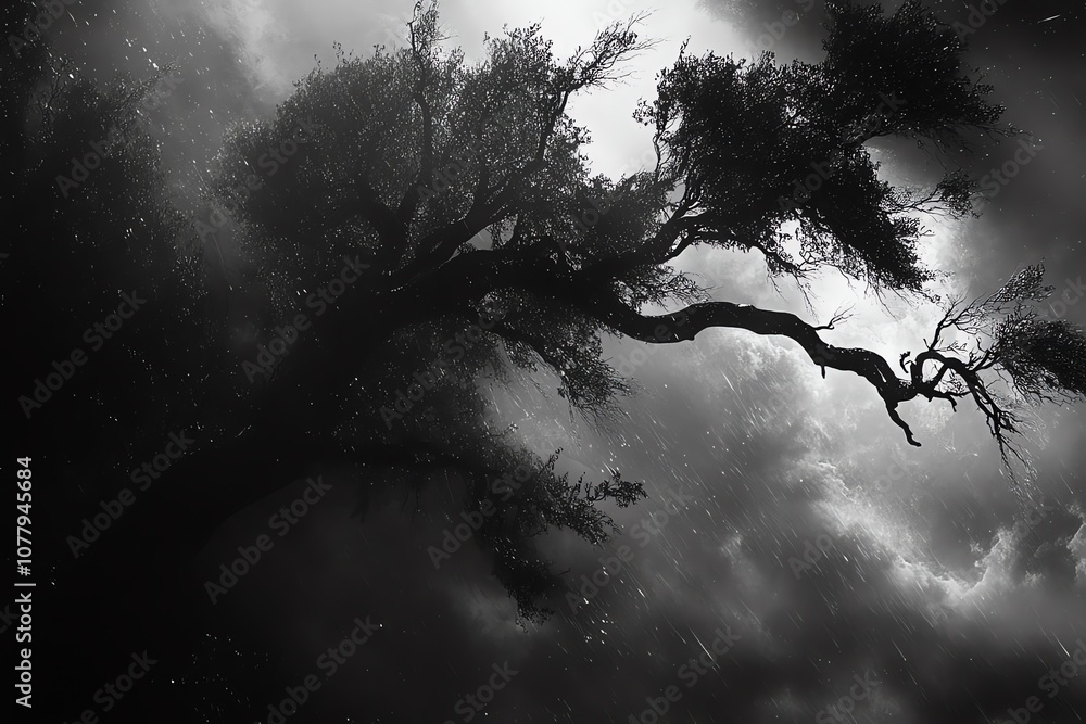 Poster a silhouette of a tree with branches reaching out against a stormy sky with rain falling.