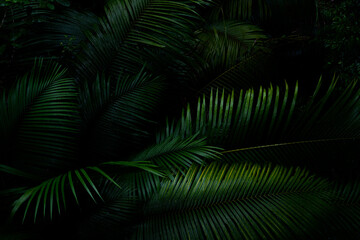 Botanical tropical green forest in asia background concept of ecology and relax, calm, freshness, freedom journey lifestyle use for spa and environmental conservation.
