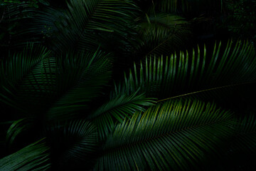 Botanical tropical green forest in asia background concept of ecology and relax, calm, freshness, freedom journey lifestyle use for spa and environmental conservation.