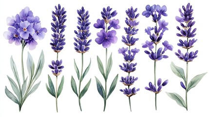 A set of seven watercolor illustrations of lavender flowers in various stages of bloom, isolated on a white background.
