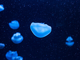 jellyfish in water