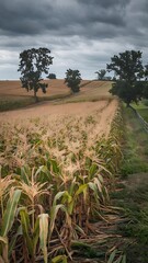 Obraz premium aesthetic view of corn plantation