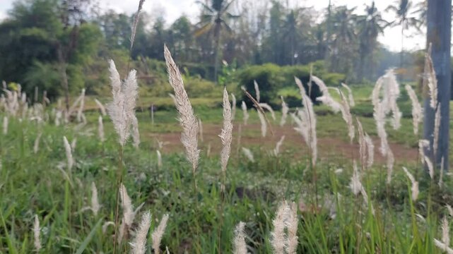 Saccharum spontaneum flowers or wild grass plants swaying in the wind grow on the edge of the plantation.
