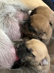 puppies, feeding, newborn, nursing, tiny, puppies life, baby, fur, warmth, snuggles, love, milk, first moments, fur balls, sleepy, tenderness, pet care, puppy eyes, precious, fluff, hungry, growing, 