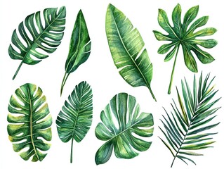 Obraz premium Watercolor illustration set of various tropical leaves isolated on white background.