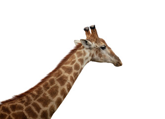 Giraffe isolated on white, transparent. Long neck safari animal at national park in Africa, side view