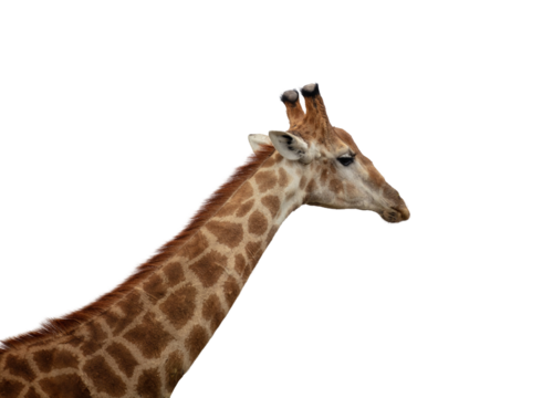 Giraffe isolated on white, transparent. Long neck safari animal at national park in Africa, side view