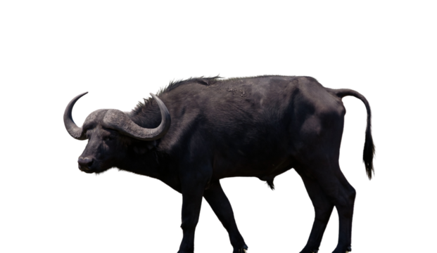 African buffalo isolated on white transparent, safari animal with horns