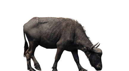 African buffalo isolated on white transparent, safari animal with horns