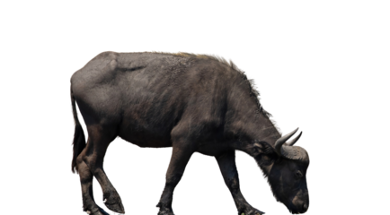 African buffalo isolated on white transparent, safari animal with horns