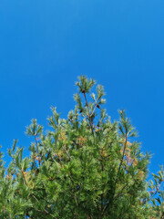 
Blue sky and pine trees