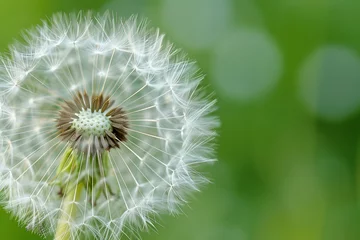 Fototapete Dandelion flower on green bokeh background © Shipons Creative