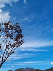 blue sky and tree branches
