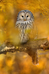 Ural owl ( Strix uralensis ) close up