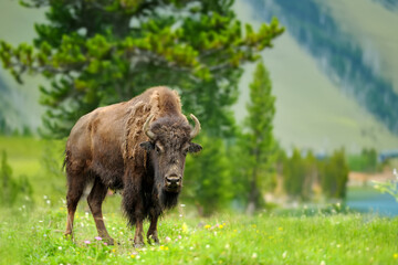 Large male of bison in the forest