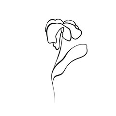 Floral silhouette art line. Flowers in continuous line drawing style. Border with tropical flower. Minimalist black linear sketch. Trendy vector illustration isolated. Contour graphics for design