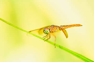 Animal Series : Brown dragonfly sitting on a leaf in nature