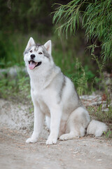  White and gray husky dog sitting in a mowl with dandelions and looks away