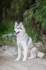  White and gray husky dog sitting in a mowl with dandelions and looks away