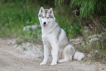  White and gray husky dog sitting in a mowl with dandelions and looks away