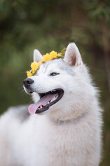 White cute husky dog with wreath of dandelions, summer walking day, green meadow of park