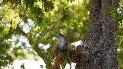 A wild monkey perched on a tree, gazing curiously at its surroundings. The natural landscape adds an exotic vibe perfect for nature, adventure, and wildlife projects. long tailed monkey