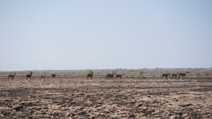 A majestic herd of deer grazes across a dry savanna landscape, their graceful forms contrasting with the arid terrain. Capturing the beauty of wildlife in its natural habitat. ideal for nature themes
