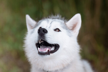 A delightful gray Siberian husky stands on green meadow in the background of a forest. A dog on a natural background.