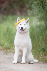 White cute husky dog with wreath of dandelions, summer walking day, green meadow of park