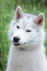 A delightful gray Siberian husky stands on green meadow in the background of a forest. A dog on a natural background.