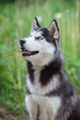 A delightful gray Siberian husky stands on green meadow in the background of a forest. A dog on a natural background.