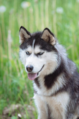 A delightful gray Siberian husky stands on green meadow in the background of a forest. A dog on a natural background.