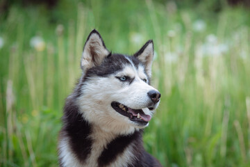 A delightful gray Siberian husky stands on green meadow in the background of a forest. A dog on a natural background. © Olga Gimaeva