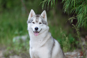 A delightful gray Siberian husky stands on green meadow in the background of a forest. A dog on a natural background.