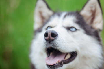 A delightful gray Siberian husky stands on green meadow in the background of a forest. A dog on a natural background.