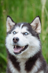 A delightful gray Siberian husky stands on green meadow in the background of a forest. A dog on a natural background.