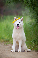 White cute husky dog with wreath of dandelions, summer walking day, green meadow of park