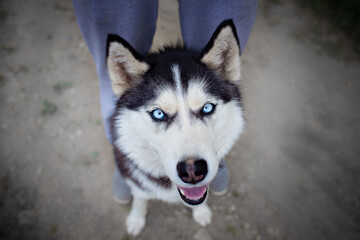 A delightful gray Siberian husky stands on green meadow in the background of a forest. A dog on a natural background.