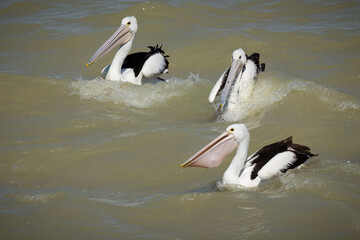 Three Australian pelicans jockey for position in rough water fresh water waves to gain a feeding advantage at an inlet into Lake Menindee in the Menindee Lakes system in New South Wales, Australia.